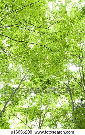 Stock Photo - Beech Trees. Fotosearch