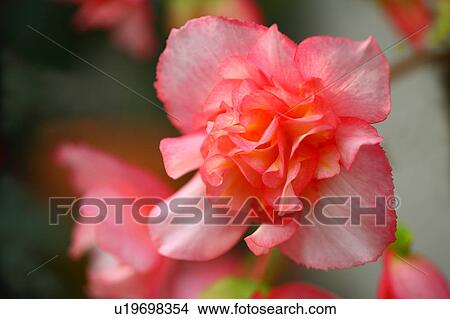Picture - Begonia Flower. Fotosearch
