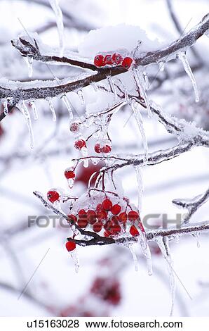 Stock Photo - Berries and Branches Covered in Ice. Fotosearch