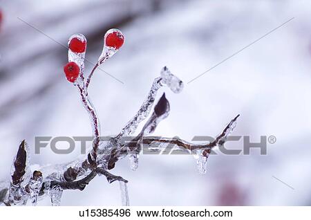 Stock Photograph - Berries and Branches Covered in Ice. Fotosearch