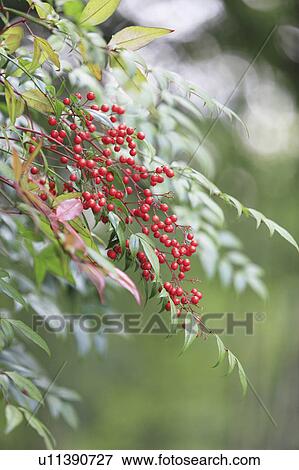 Stock Photo - Berries on tree, Kyoto Prefecture, Honshu, Japan. Fotosearch