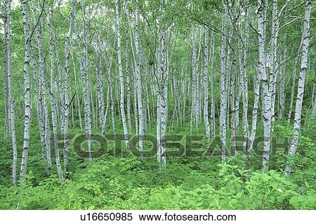 Stock Photography - Birch Tree Forest. Fotosearch