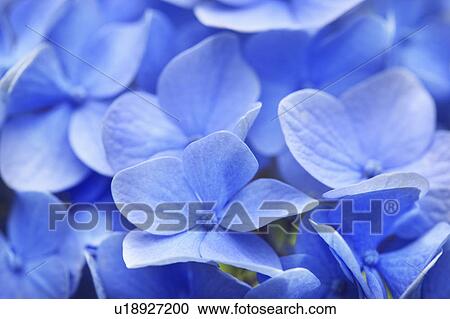 Stock Image - Blue Hydrangea Flowers. Fotosearch