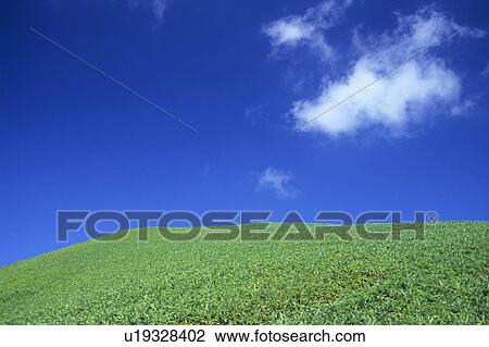 Stock Image - Blue Sky Over Grass. Fotosearch