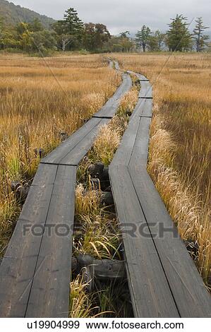 Boardwalk in Marshland View Large Photo Image Stock Photo - Boardwalk in Marshland. Fotosearch