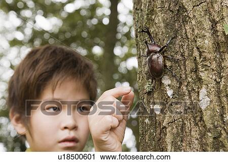 Boy trying to catch a beetle on tree, Chiba Prefecture, Honshu, Japan View Large Photo Image Stock Image - Boy trying to catch a beetle on tree, Chiba Prefecture, Honshu, Japan. Fotosearch