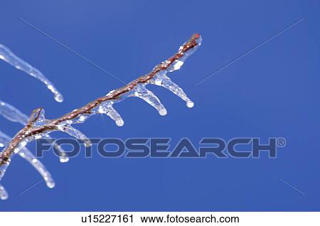 Stock Image - Branch Covered in Ice. Fotosearch