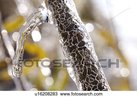Stock Image - Branch Covered in Ice. Fotosearch