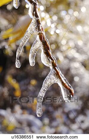 Stock Image - Branch Covered in Ice. Fotosearch