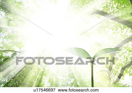 Bright Light Above Sprout View Large Photo Image Stock Photo - Bright Light Above Sprout. Fotosearch