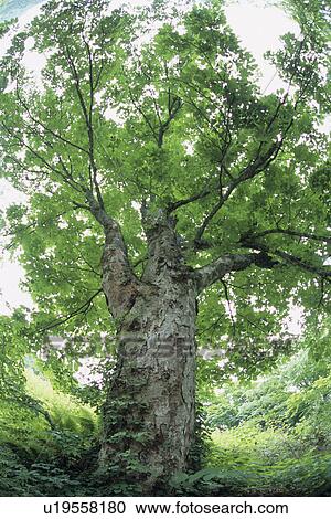 Buckeye Tree View Large Photo Image Stock Image - Buckeye Tree. Fotosearch