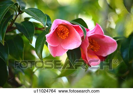 Picture - Camellia Flowers. Fotosearch