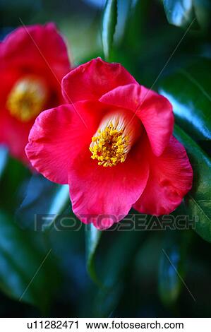 Camellia Flowers View Large Photo Image Stock Image - Camellia Flowers. Fotosearch