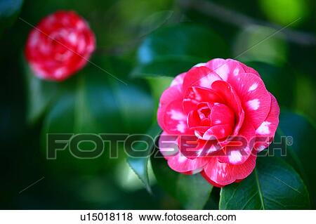 Stock Photo - Camellia Flowers. Fotosearch