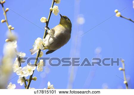 Stock Image - Cape White Eye perching on plum tree, Japan. Fotosearch