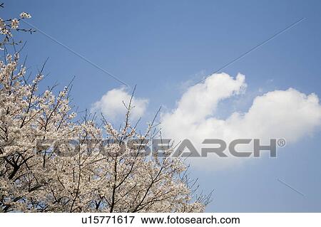 Stock Photo - Cherry Blossom Tree. Fotosearch