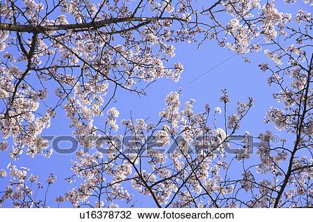 Cherry Blossoms Against Blue Sky View Large Photo Image Stock Image - Cherry Blossoms Against Blue Sky. Fotosearch