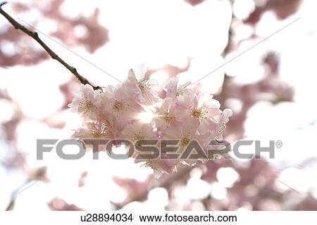 Picture - Cherry Blossoms. Fotosearch