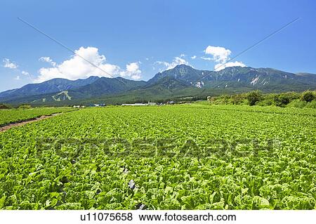 Chinese Cabbage Field and Mountains View Large Photo Image Stock Photo - Chinese Cabbage Field and Mountains. Fotosearch