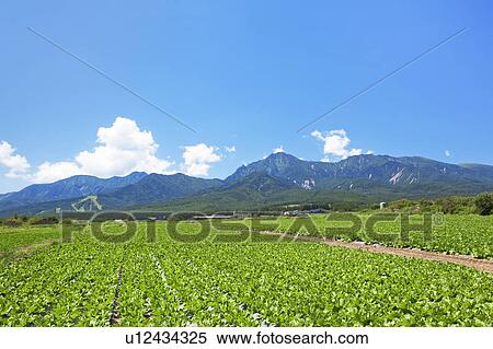 Chinese Cabbage Field and Mountains View Large Photo Image Stock Photography - Chinese Cabbage Field and Mountains. Fotosearch