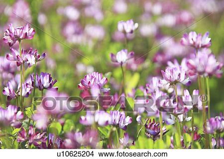 Picture - Chinese Milk Vetch Flowers. Fotosearch