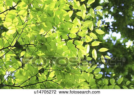 Stock Image - Close Up of Green Leaves. Fotosearch
