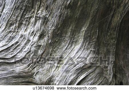 Close-up of Japanese cedar tree, Yakushima, Kagoshima Prefecture, Kyushu, Japan View Large Photo Image Stock Photo - Close-up of Japanese cedar tree, Yakushima, Kagoshima Prefecture, Kyushu, Japan. Fotosearch