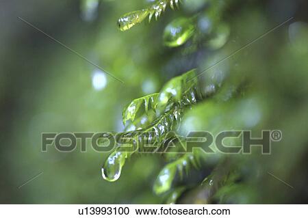 Close-up of moss and dew drops, Yakushima, Kagoshima Prefecture, Kyushu, Japan View Large Photo Image Stock Image - Close-up of moss and dew drops, Yakushima, Kagoshima Prefecture, Kyushu, Japan. Fotosearch