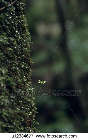 Close Up of Moss View Large Photo Image Stock Photo - Close Up of Moss. Fotosearch