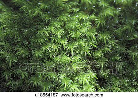 Stock Photo - Close-up of moss, Yakushima, Kagoshima Prefecture, Kyushu, Japan. Fotosearch