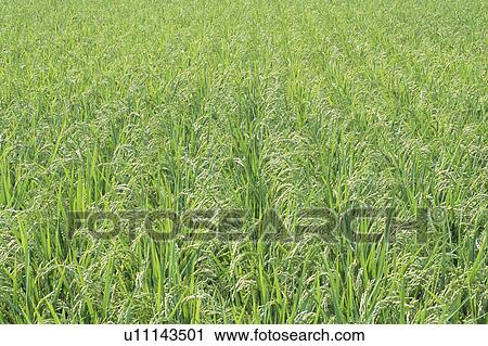 Stock Image - Close Up of Paddy Field. Fotosearch
