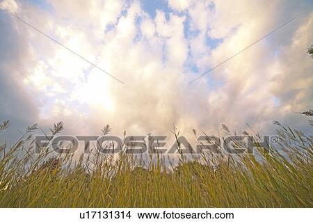 Clouds Over Japanese Pampas Grass View Large Photo Image Picture - Clouds Over Japanese Pampas Grass. Fotosearch
