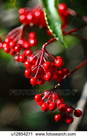 Stock Image - Coralberry. Fotosearch