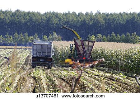 Corn Crop Being Harvested View Large Photo Image Stock Image - Corn Crop Being Harvested. Fotosearch