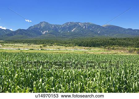 Stock Image - Corn Field and Mountains. Fotosearch