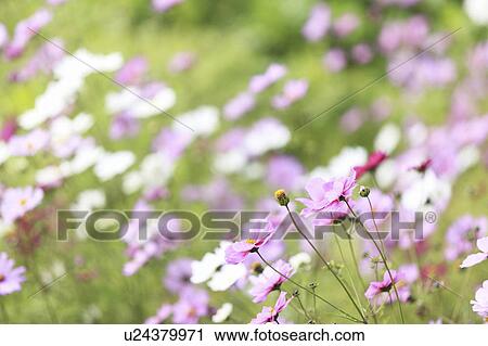 Stock Image - Cosmos flowers, Kyoto Prefecture, Honshu, Japan. Fotosearch
