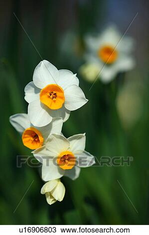 Stock Image - Daffodil Flowers. Fotosearch