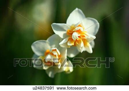 Stock Image - Daffodil Flowers. Fotosearch