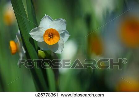 Stock Image - Daffodil Flowers. Fotosearch