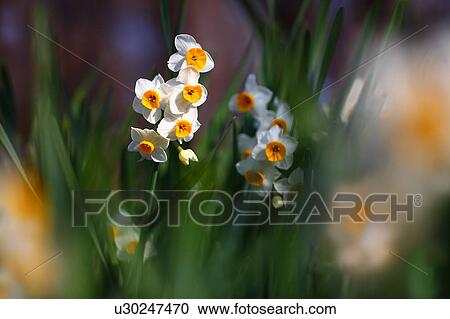 Daffodil Flowers View Large Photo Image Stock Image - Daffodil Flowers. Fotosearch