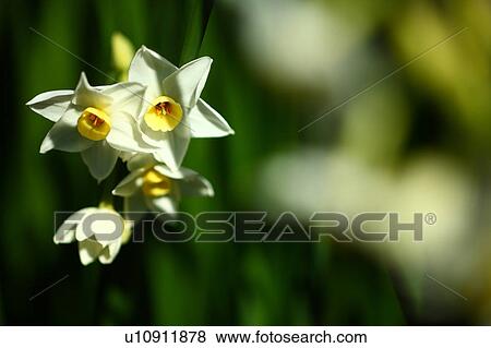 Daffodils View Large Photo Image Stock Photo - Daffodils. Fotosearch