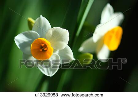 Daffodils View Large Photo Image Stock Photo - Daffodils. Fotosearch