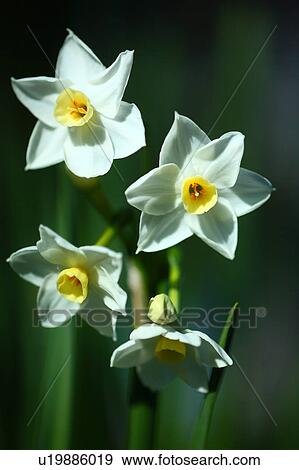 Daffodils View Large Photo Image Stock Photo - Daffodils. Fotosearch