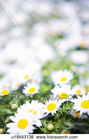 Stock Photo - Daisies. Fotosearch