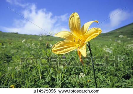 Stock Photograph - Daylily. Fotosearch