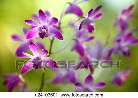 Stock Image - Dendrobium Flowers. Fotosearch