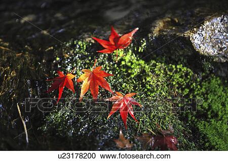 Stock Image - Fallen Japanese maple leaves on moss, Kyoto Prefecture, Honshu, Japan. Fotosearch