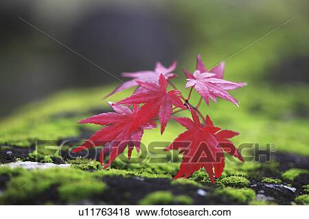 Stock Photo - Fallen Japanese maple leaves on moss, Nara Prefecture, Honshu, Japan. Fotosearch