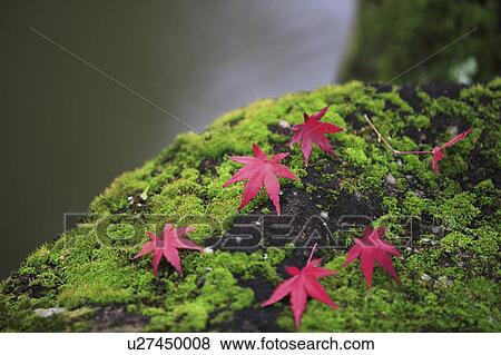 Fallen Japanese maple leaves on moss, Nara Prefecture, Honshu, Japan View Large Photo Image Stock Photo - Fallen Japanese maple leaves on moss, Nara Prefecture, Honshu, Japan. Fotosearch