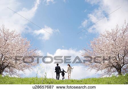 Stock Photo - Family of Four Walking Near Cherry Blossom Trees. Fotosearch